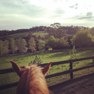 Horse and farmland on morning ride