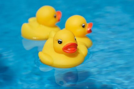 3 rubber ducks in a pool
