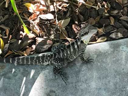 Water dragon on rock